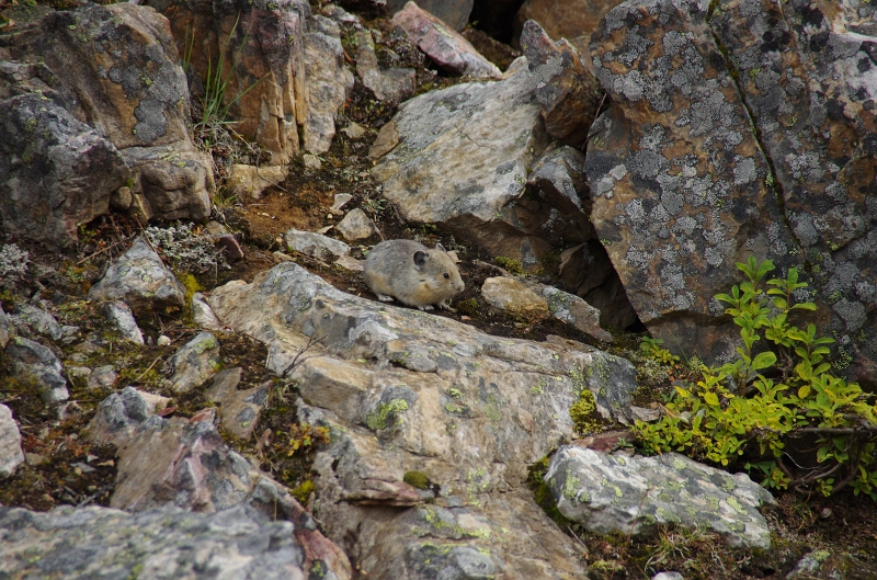 Banff NP 'Moraine  Lake - Tower of Babel' 16_09_2011 (9).JPG